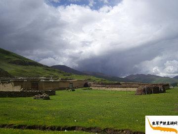 ���x�ĲݵĮa��,������������h,�x�ݮa���L���D