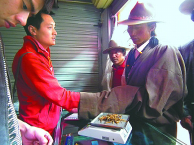 冬蟲夏草買賣,那曲蟲草交易手語,蟲草買賣討價還價用暗語